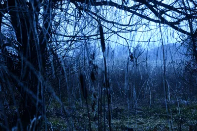 DSC_1018 (Large).JPG